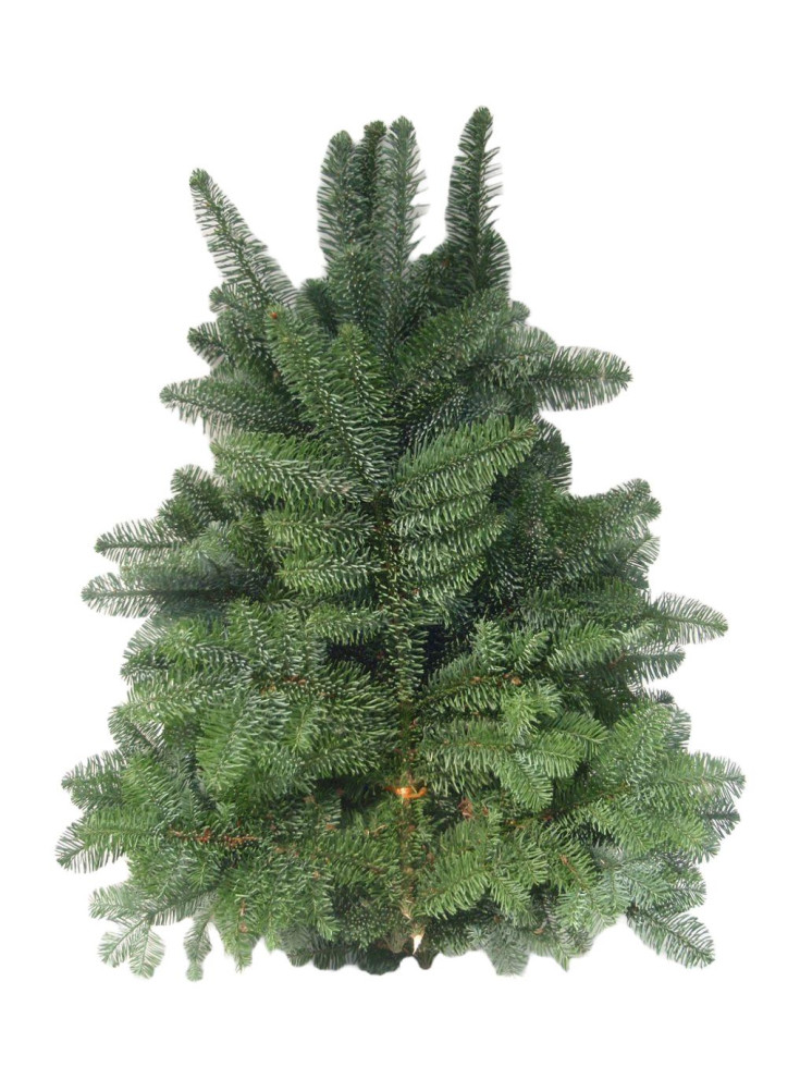 Nobilistannen Schnittgrün ca 4 kg Nobilistannen Schnittgrün ca 4 kg von Pflanzen