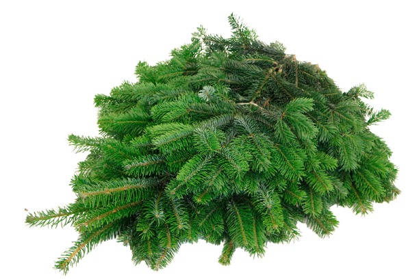 Nordmanntannen Schnittgrün ca 4 kg Nordmanntannen Schnittgrün ca 4 kg von Pflanzen