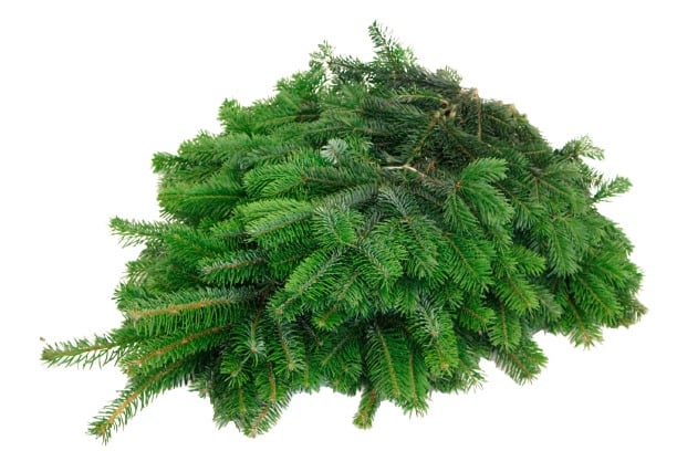 Nordmanntannen Schnittgrün ca 4 kg Nordmanntannen Schnittgrün ca 4 kg von Pflanzen