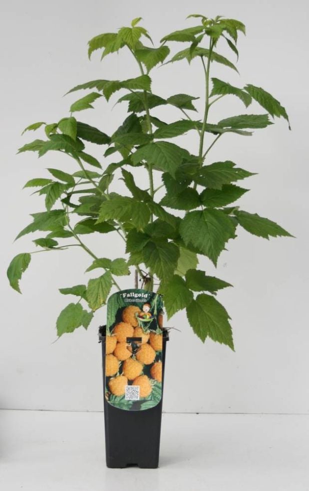 Obststrauch Goldgelbe Himbeere 2 L Container von Pflanzen