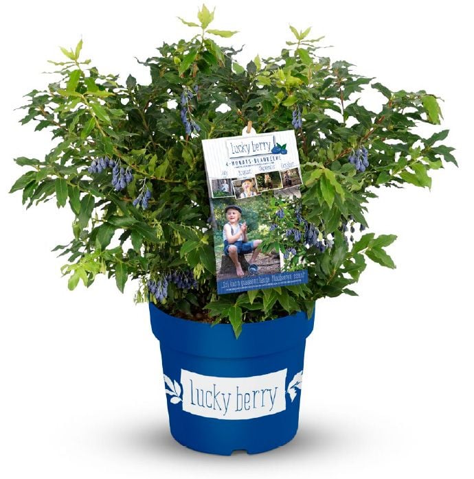 Obststrauch Heidelbeere 4,6 L Container Obststrauch Heidelbeere 4,6 L Container von Pflanzen