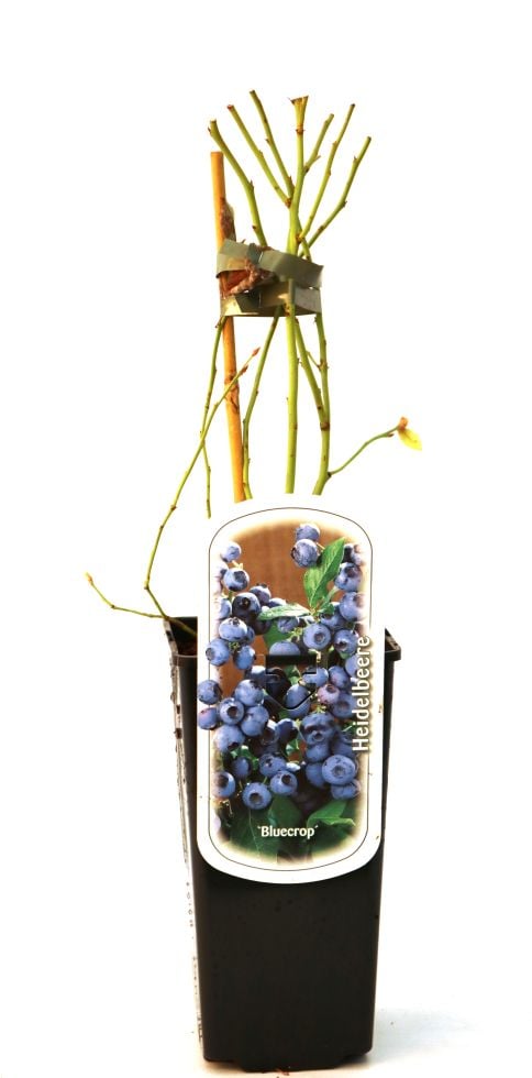 Obststrauch Heidelbeere H ca 45 cm 2 L Eckcontainer von Pflanzen