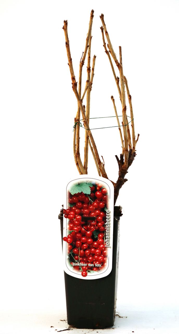 Obststrauch Rote Johannisbeere 2 L Eck-Container von Pflanzen