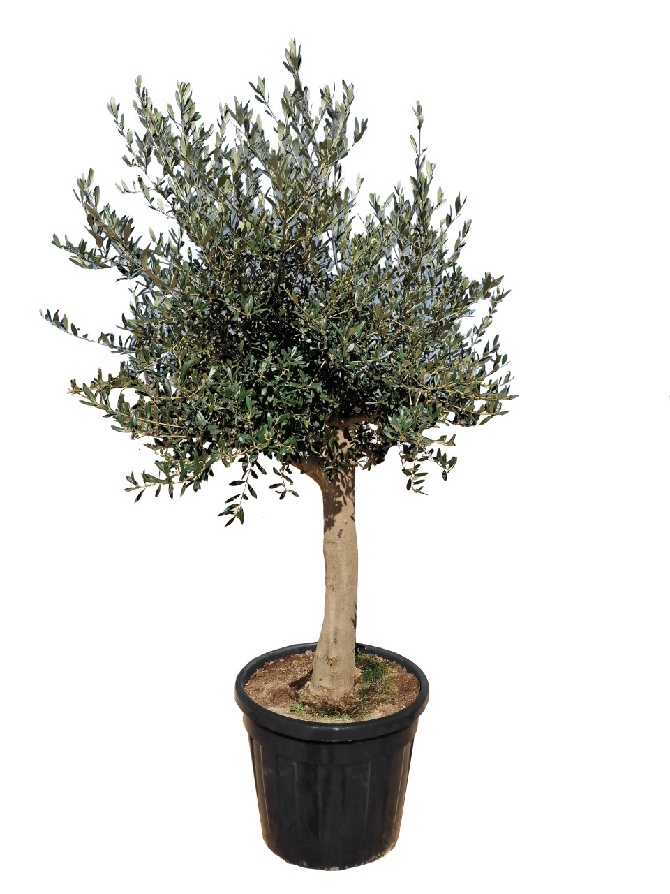 Olea europaea Picual Olivenbaum 200-220 cm hoch 90 Liter Container von Pflanzen