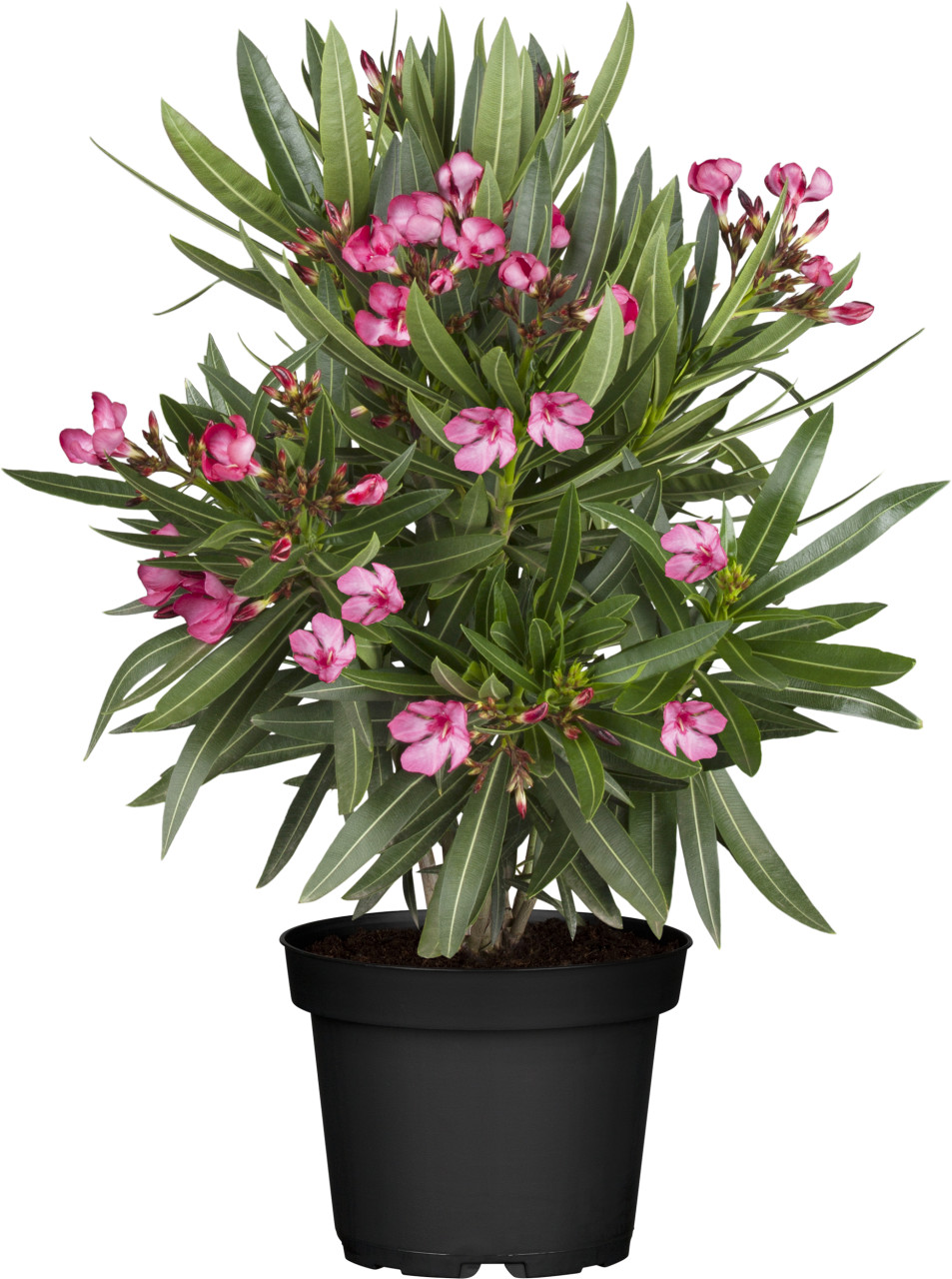 Oleander Busch Nerium oleander H 35 cm 14 cm Topf von Pflanzen