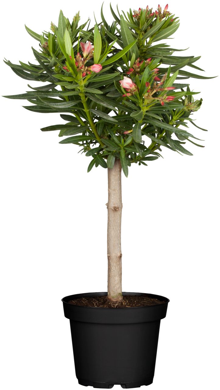 Oleander Stamm Nerium Oleander H ca 65 cm 19 cm Topf von Pflanzen