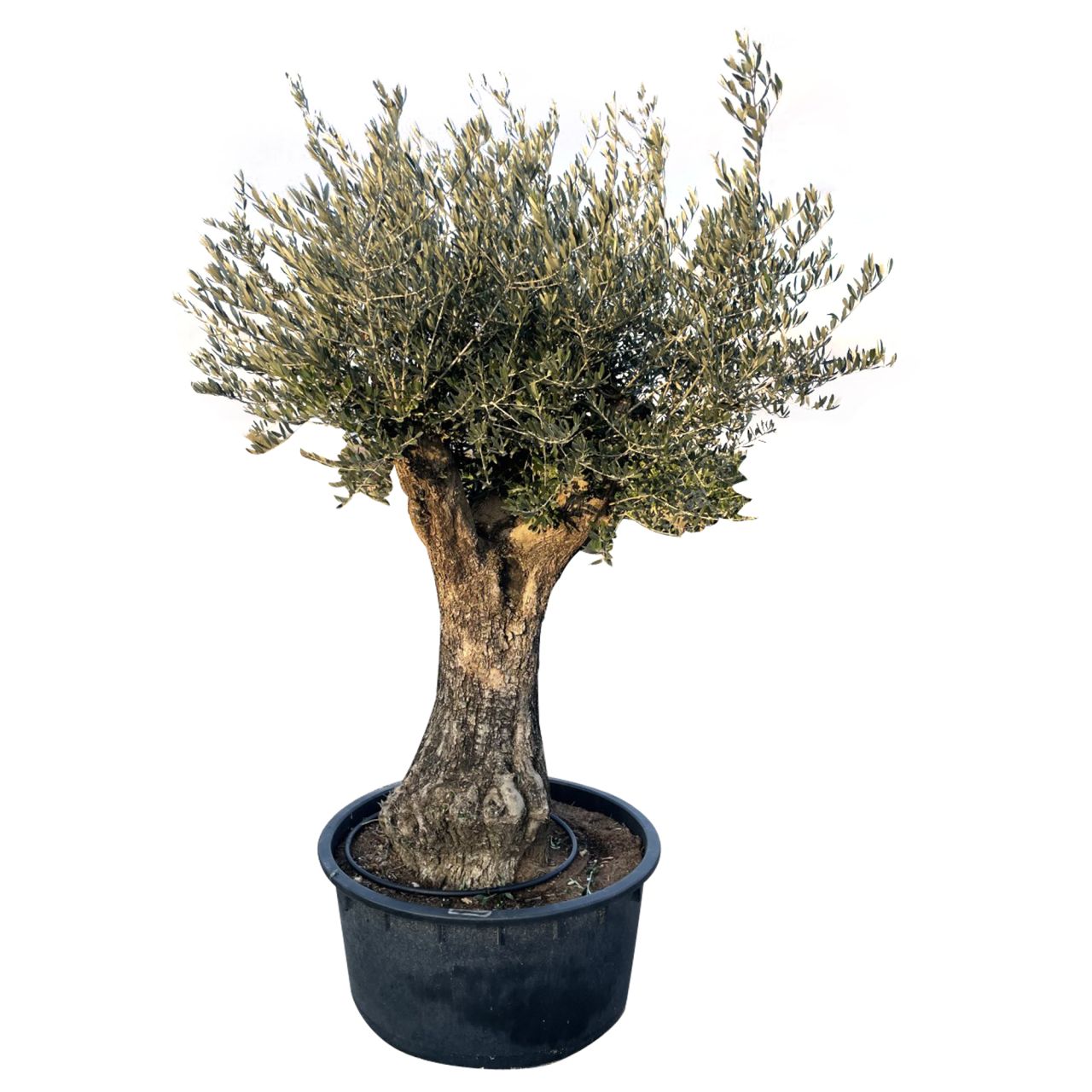 Olivenbaum Olea Europeana H ca 200 cm 230 L Container von Pflanzen