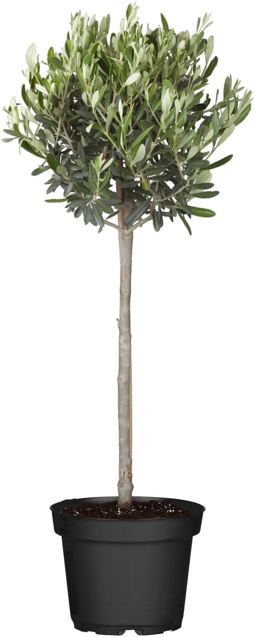 Olivenbaum Olea Europeana H ca 90 cm 19 cm Topf von Pflanzen