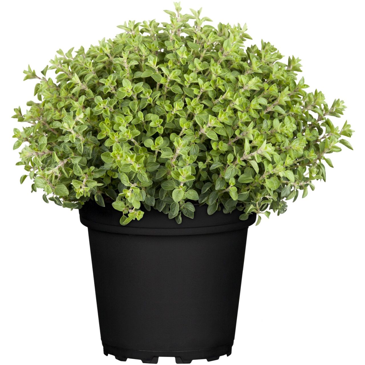 Oregano Origanum Vulgare H 25 cm 14 cm Topf von Pflanzen