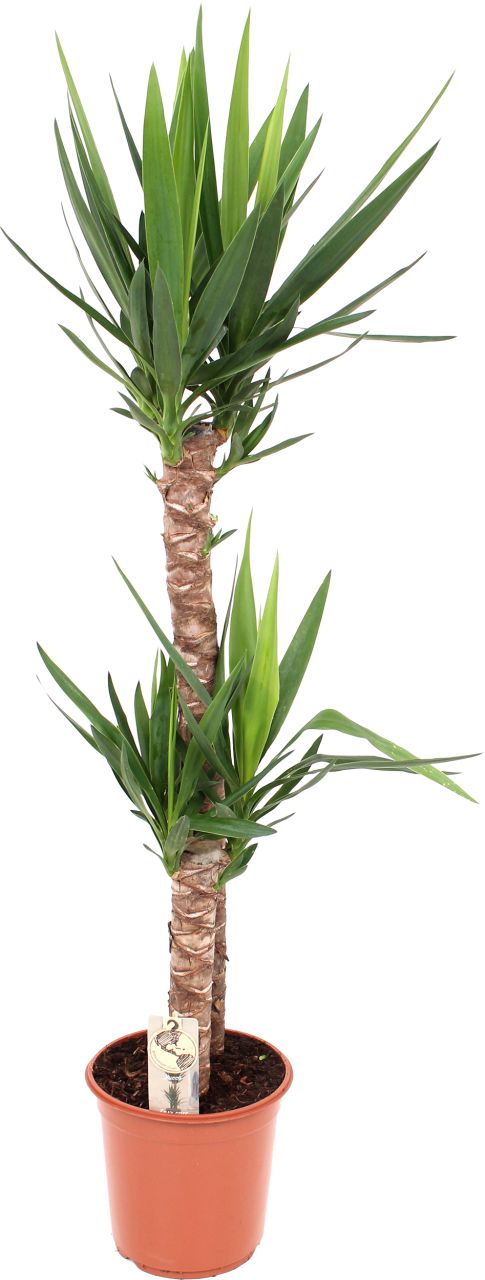 Palmlilie Yucca H 130 cm 24 cm Topf von Pflanzen