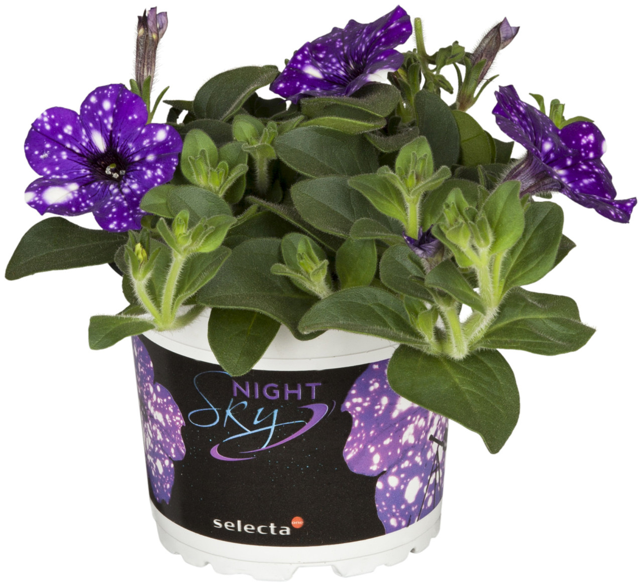 Petunie Petunia 12 cm Topf von Pflanzen