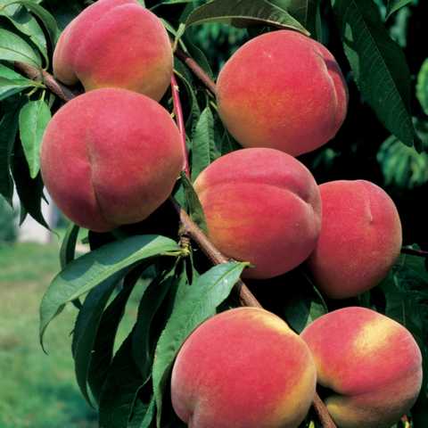 Pfirsichbaum Red Haven 7,5 L Container von Pflanzen