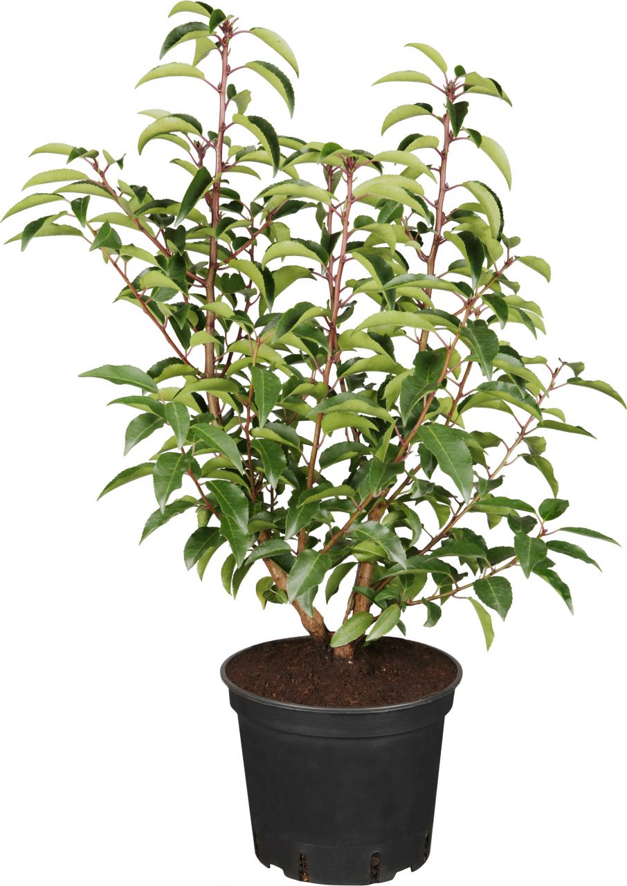 Portugiesischer Kirschlorbeer Prunus lusitanica 3 l Container von Pflanzen