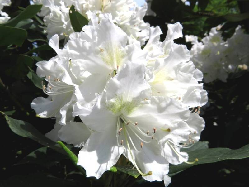 Rhododendron Cunningham's White 5 l Container Rhododendron Cunningham's White 5 l Container von Pflanzen