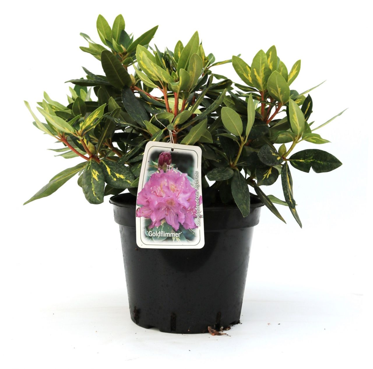 Rhododendron Goldflimmer 5 l Container von Pflanzen