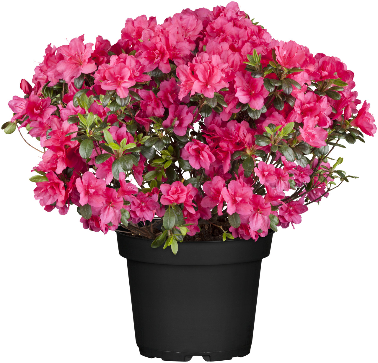 Rhododendron H 15- 20 cm 2 L Container von Pflanzen