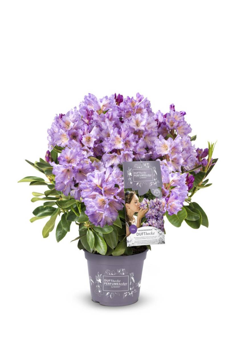 Rhododendron INKARHO ® lila Dufthecke 5 l Container von Pflanzen