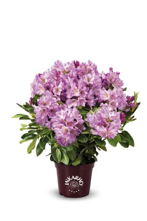 Rhododendron INKARHO ® rosa Dufthecke 5 l Container von Pflanzen