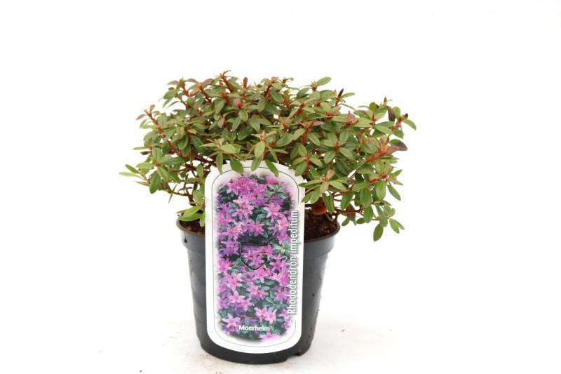 Rhododendron 'Moerheim' 2 L Container von Pflanzen
