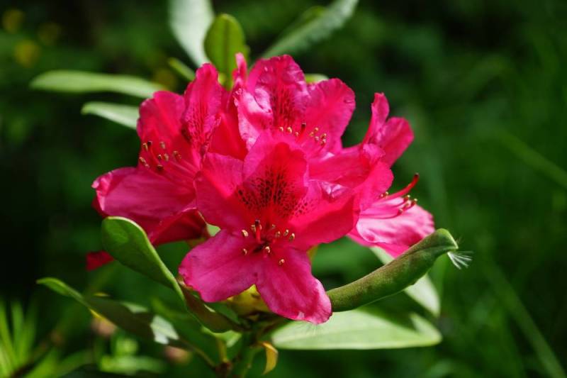 Rhododendron Nova Zembla 5 l Container von Pflanzen