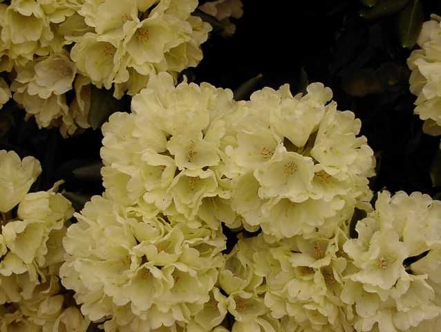 Rhododendron PG II + III Liebhaber gelb 5 l Container von Pflanzen