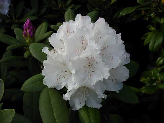 Rhododendron PG II + III Liebhaber weiß 5 l Container von Pflanzen