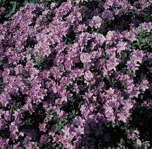 Rhododendron 'Ramapo' 2 L Container von Pflanzen