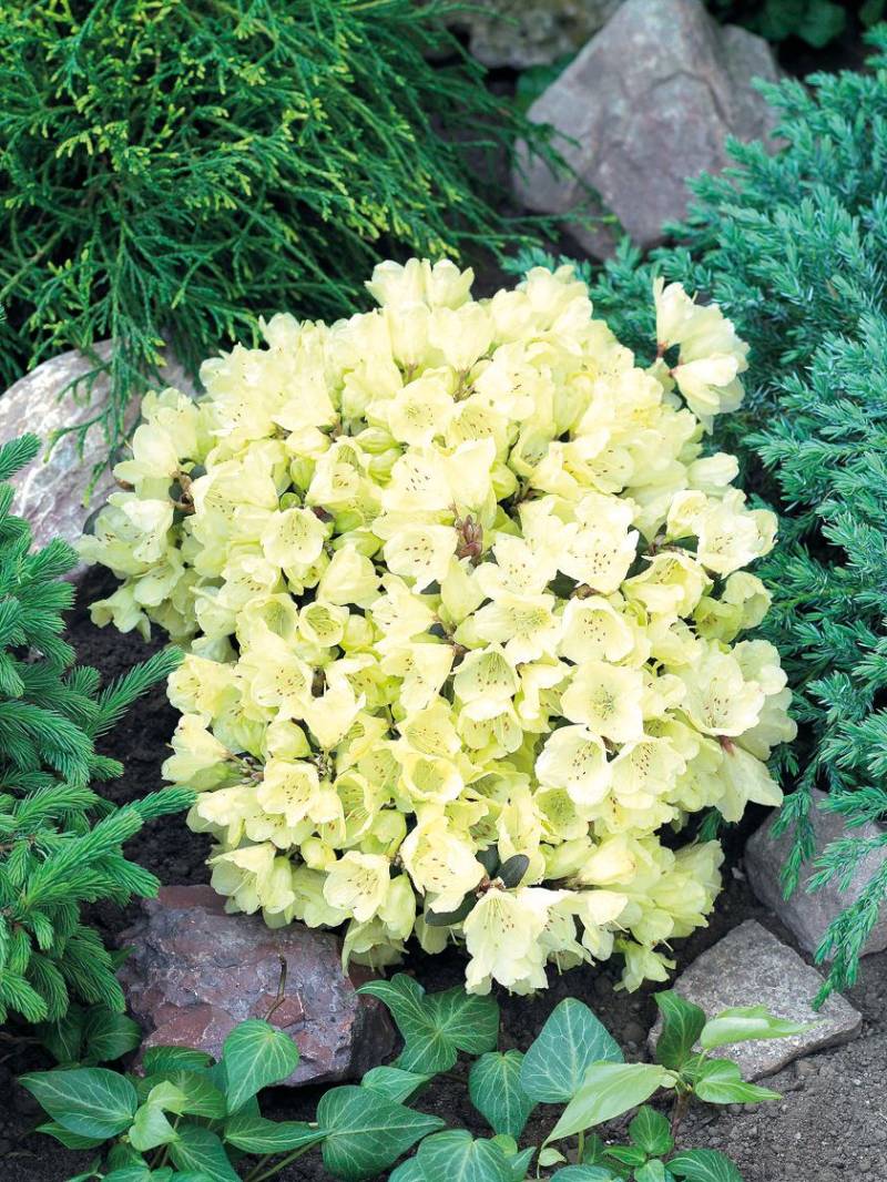 Rhododendron 'Wren' 2 L Container von Pflanzen