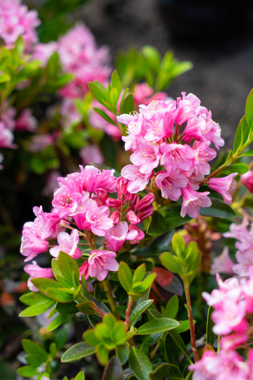 Rhododendron hybrid Bloombux Magenta H 20 - 30 cm 2L Container von Pflanzen