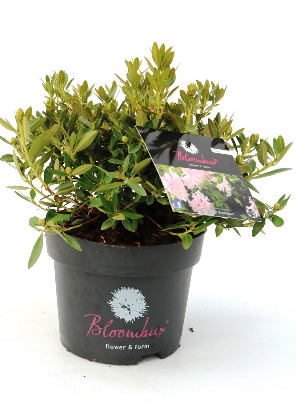 Rhododendron micranthum Bloombux 2 L Container von Pflanzen