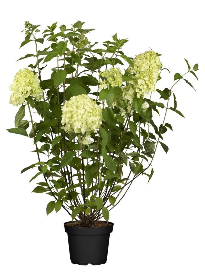 Rispenhortensie 'Limelight' 5 l Container Rispenhortensie 'Limelight' 5 l Container von Pflanzen