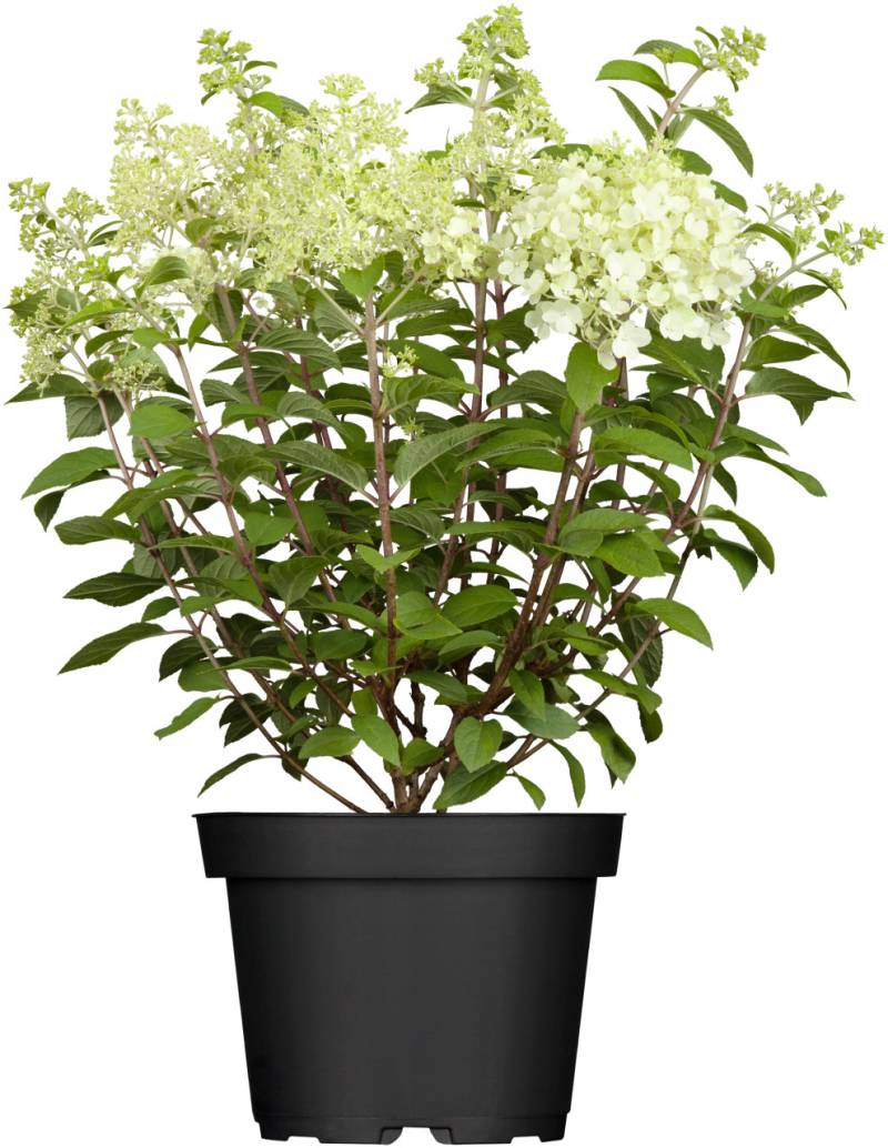 Rispenhortensien 5 l Container von Pflanzen