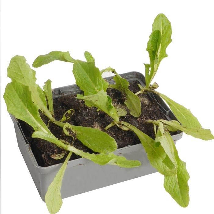 Romana Salat Lactuca sativa var. Romana 6er Schale von Pflanzen