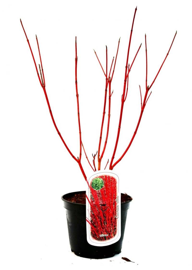 Rotholz Hartriegel 3 L Container von Pflanzen