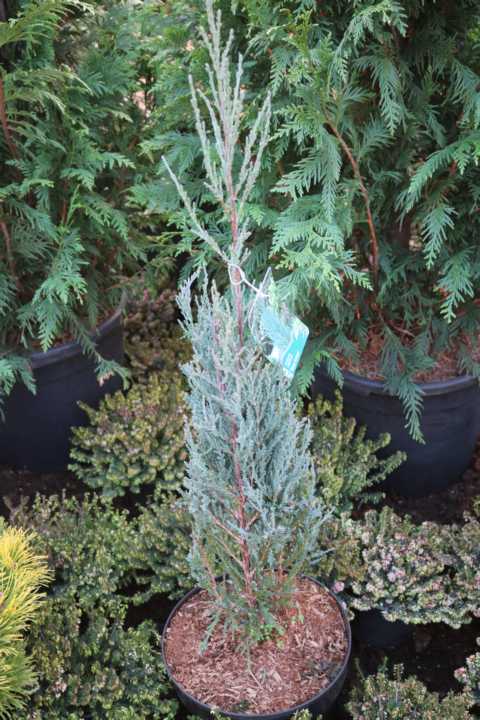 Säulenwacholder 30-40 cm 2 L Container von Pflanzen