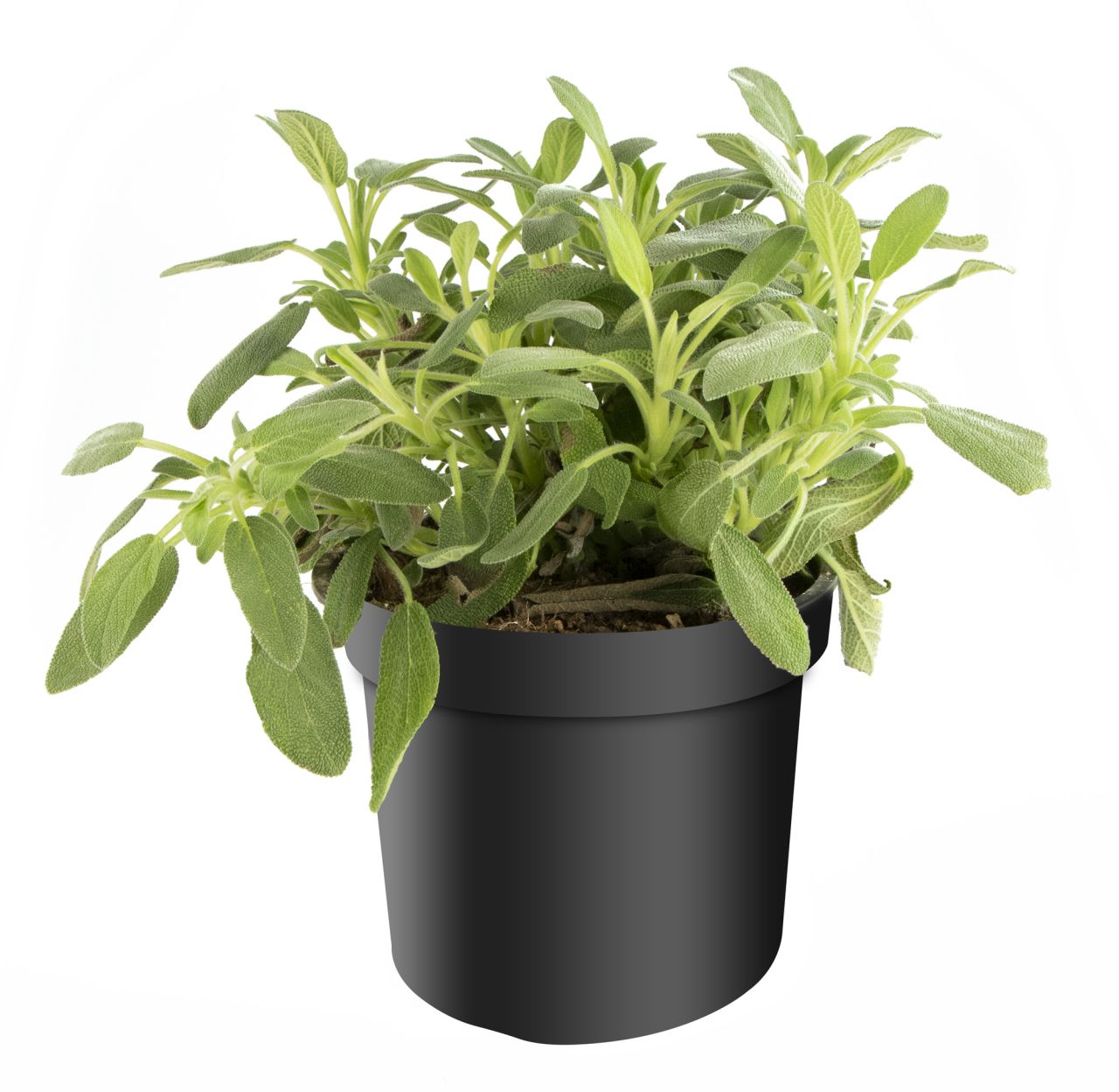 Salbei Salvia Officinalis H 25 cm 14 cm Topf von Pflanzen