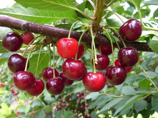 Sauerkirschenbaum Schattenmorelle 7,5 L Container von Pflanzen