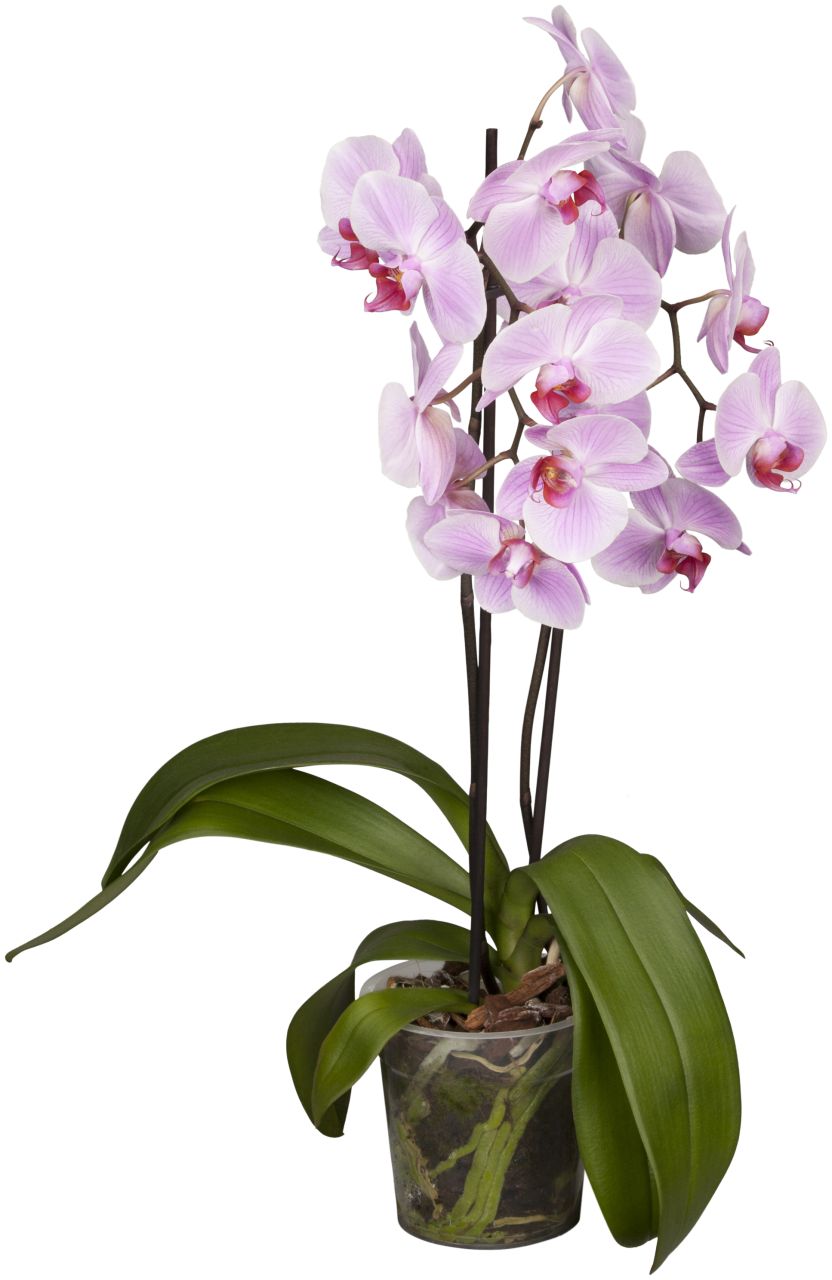 Schmetterlingsorchidee Phalaenopsis rosa 2-Trieber H ca. 40 cm 9 cm Topf von Pflanzen