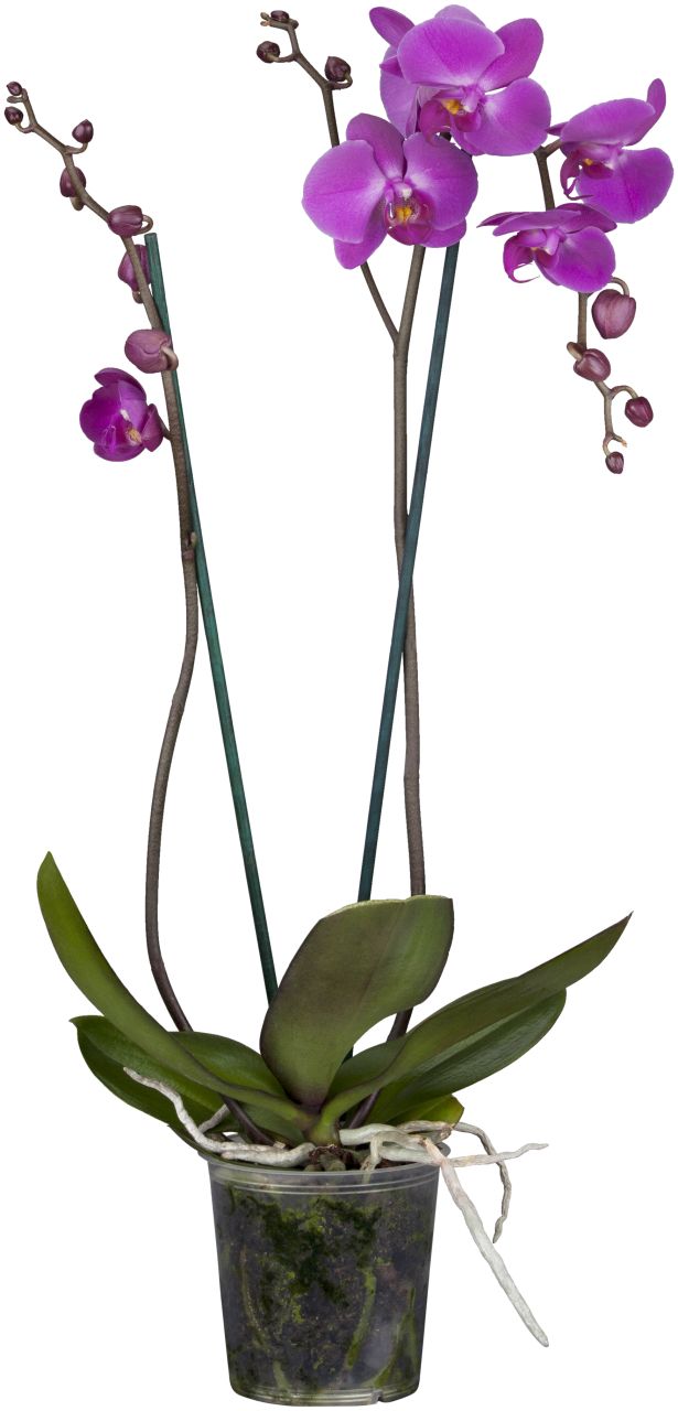 Schmetterlingsorchidee Phalaenopsis violett 2-Trieber H ca. 55 cm 12 cm Topf von Pflanzen