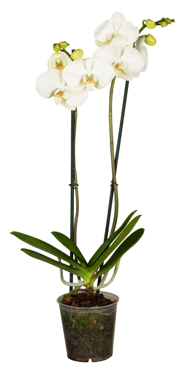Schmetterlingsorchidee Phalaenopsis weiß 2-Trieber H ca. 55 cm 12 cm Topf von Pflanzen
