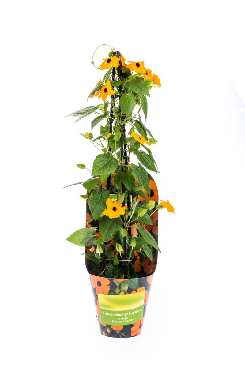 Schwarzäugige Susanne Thunbergia alata Sunny Susy New Orange 13 cm Topf von Pflanzen