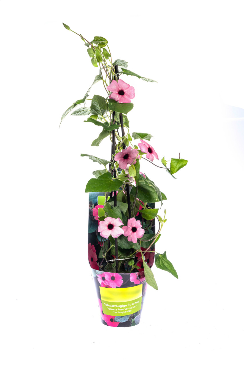 Schwarzäugige Susanne Thunbergia alata Sunny Susy Rose Sensation 13 cm Topf von Pflanzen