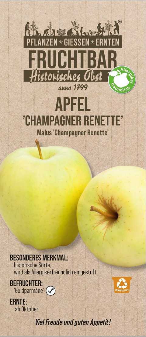 Stadt Ernte Bio Obstbaum Apfel Champagner Renette H 150 cm 29 cm Topf von Pflanzen