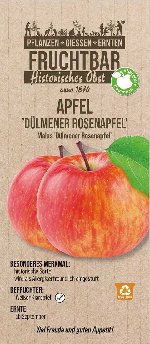 Stadt Ernte Bio Obstbaum Apfel Dülmener Rosenapfel H 150 cm 29 cm Topf von Pflanzen