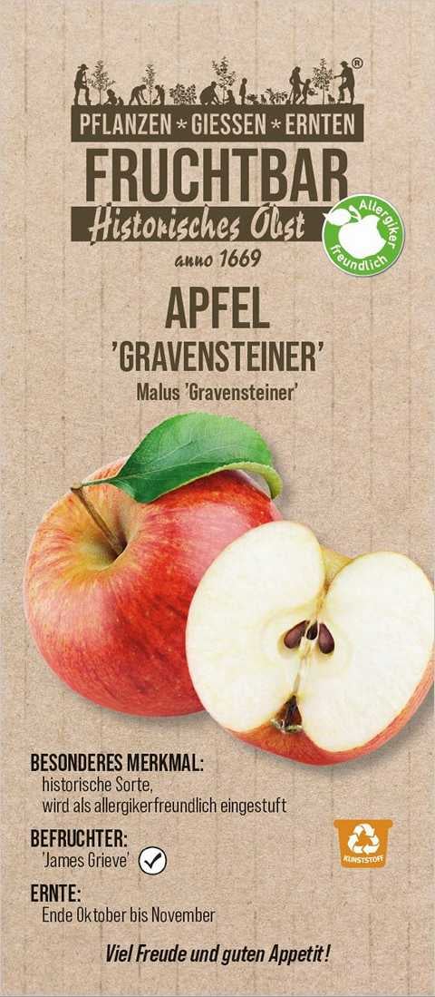 Stadt Ernte Bio Obstbaum Apfel Gravensteiner H 150 cm 29 cm Topf Stadt Ernte Bio Obstbaum Apfel Gravensteiner H 150 cm 29 cm Topf von Pflanzen