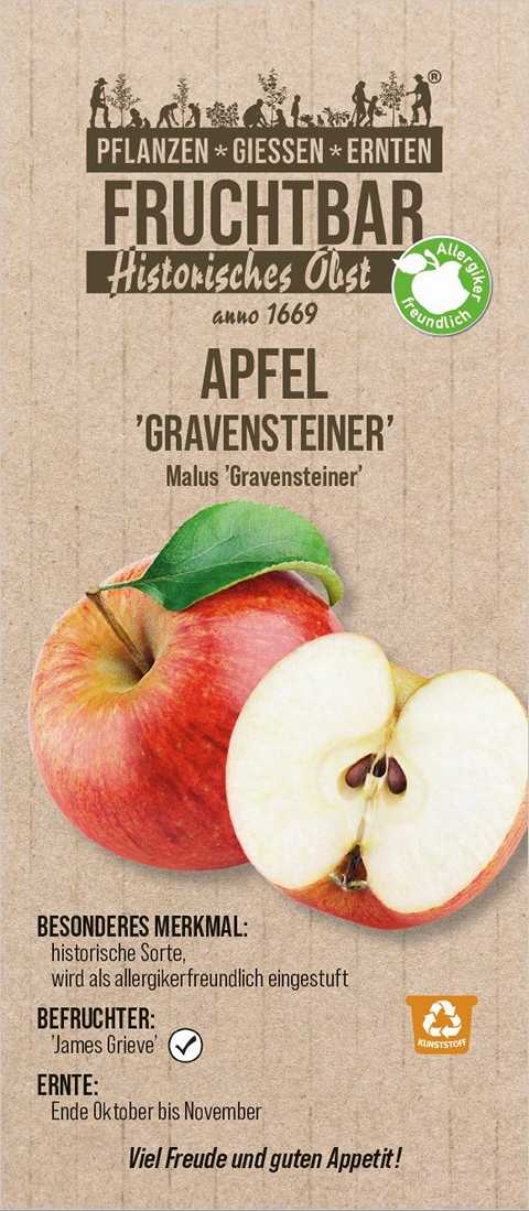 Stadt Ernte Bio Obstbaum Apfel Gravensteiner H 150 cm 29 cm Topf von Pflanzen