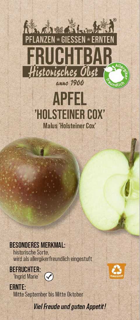 Stadt Ernte Bio Obstbaum Apfel Holsteiner Cox H 150 cm 29 cm Topf Stadt Ernte Bio Obstbaum Apfel Holsteiner Cox H 150 cm 29 cm Topf von Pflanzen