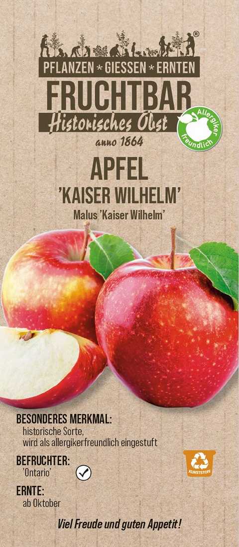 Stadt Ernte Bio Obstbaum Apfel Kaiser Wilhelm H 150 cm 29 cm Topf von Pflanzen