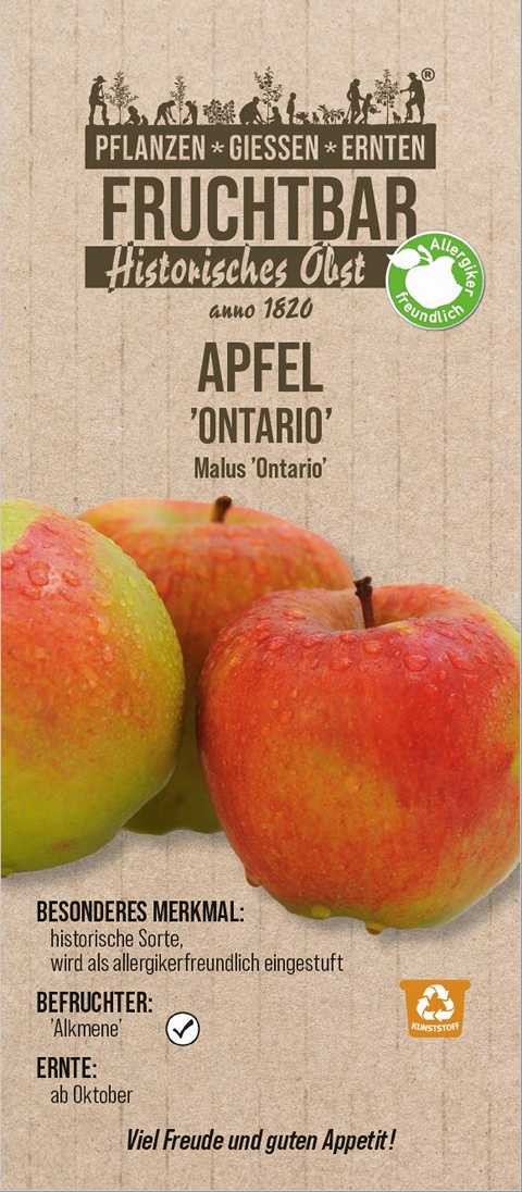 Stadt Ernte Bio Obstbaum Apfel Ontario H 150 cm 29 cm Topf von Pflanzen