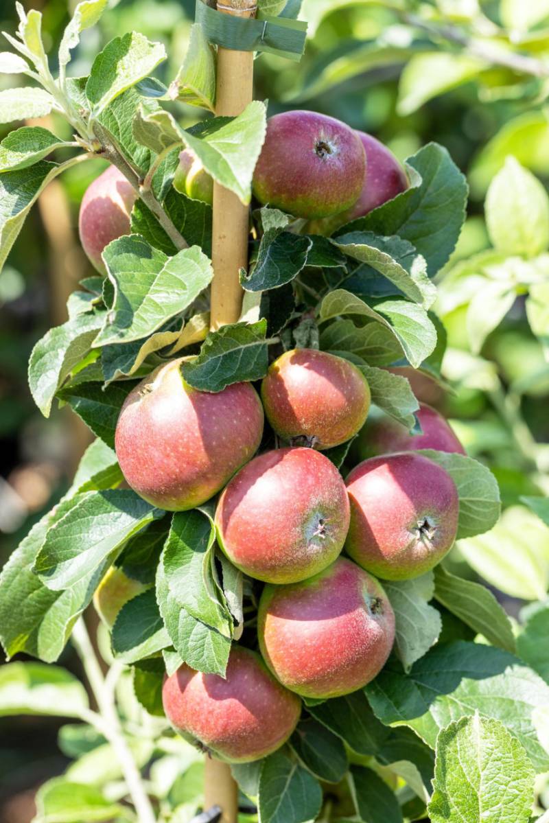 Stadt Ernte Bio Obstbaum Apfel Prinz Albrecht H 150 cm 29 cm Topf von Pflanzen